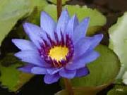Realistic Violet Water Lily unknow artist